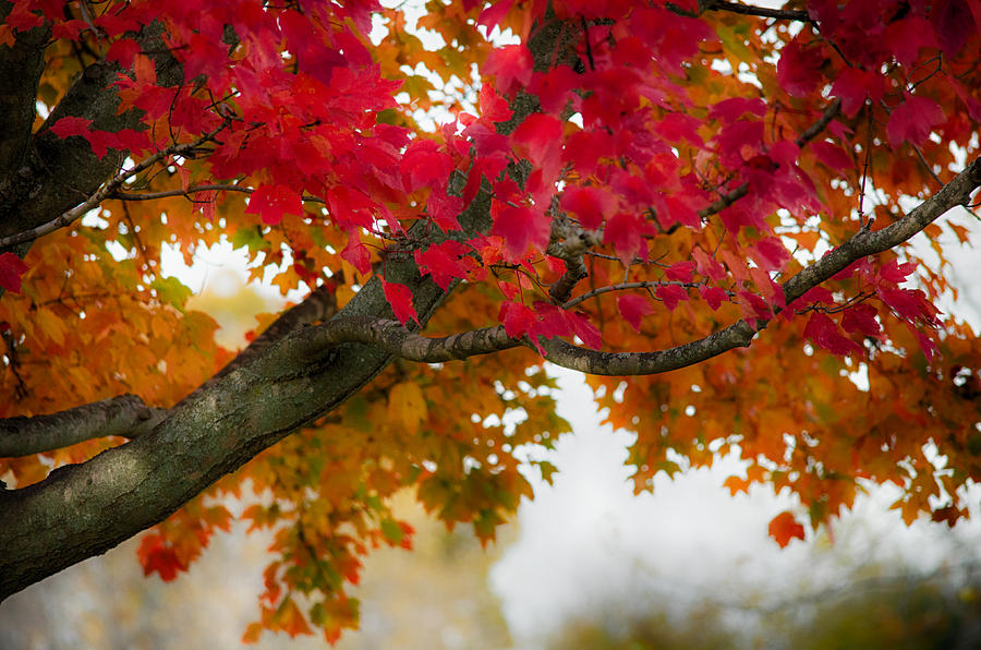 Individual and Multiple Leaves #24 Photograph by John Diebolt - Fine ...