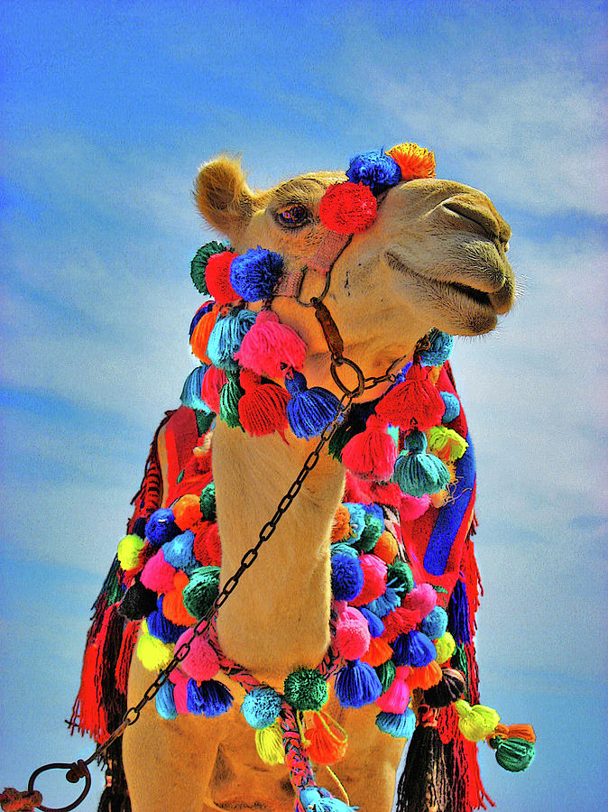 Animal Photograph - Individual male. Beautiful camel. by Andy i Za