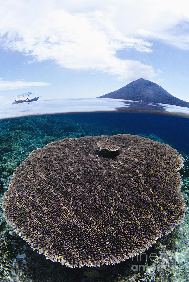 Boat Photograph - Indonesia, Coral Reef by Dave Fleetham - Printscapes