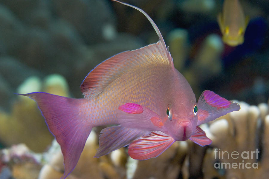 Indonesia Lyre-Tail Anthias Photograph by Dave Fleetham - Printscapes