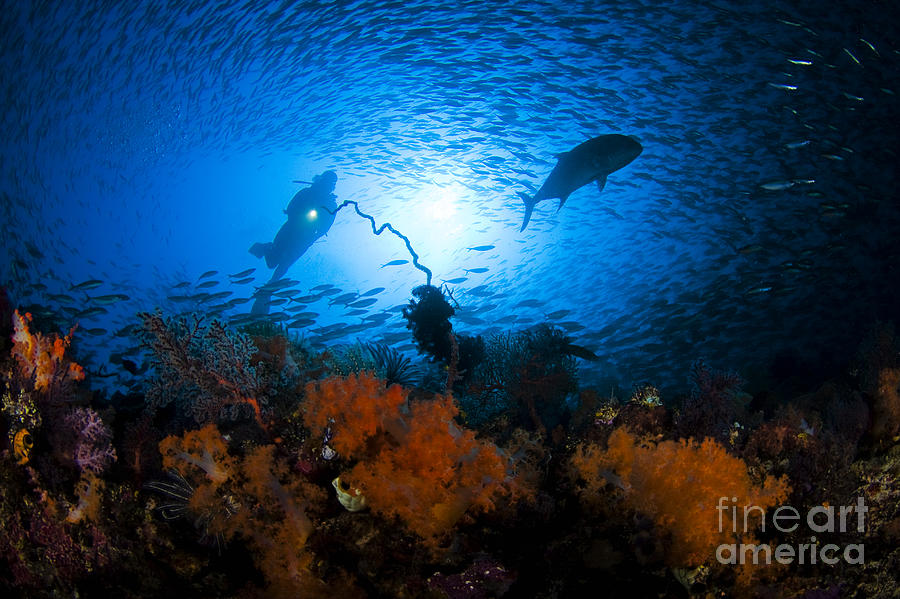 Indonesian Reef Scene Photograph by Dave Fleetham - Printscapes
