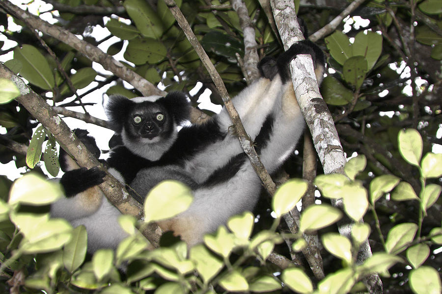 Indri Indri Photograph by Michele Burgess