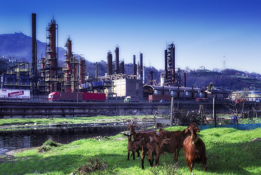 INDUSTRIAL ARCHEOLOGY REFINERY PLANT WITH GOATS Raffinerie Garrone in Val Polcevera a Genova Photograph by Enrico Pelos