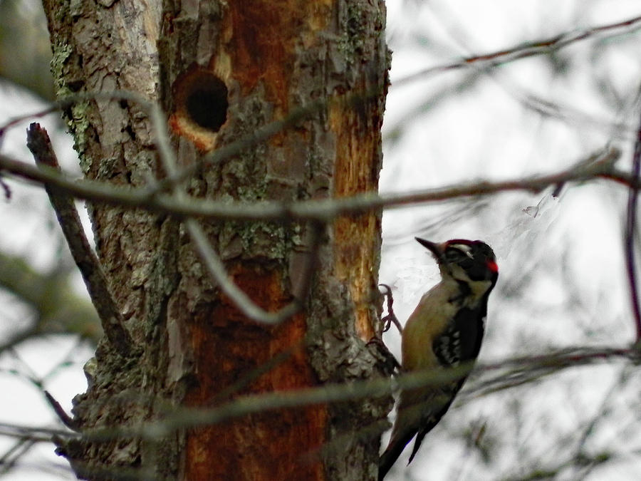 Industrious Woodpecker Photograph by Kathleen Moroney