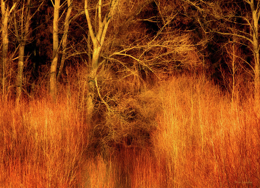Tree Photograph - Inferno by Wim Lanclus