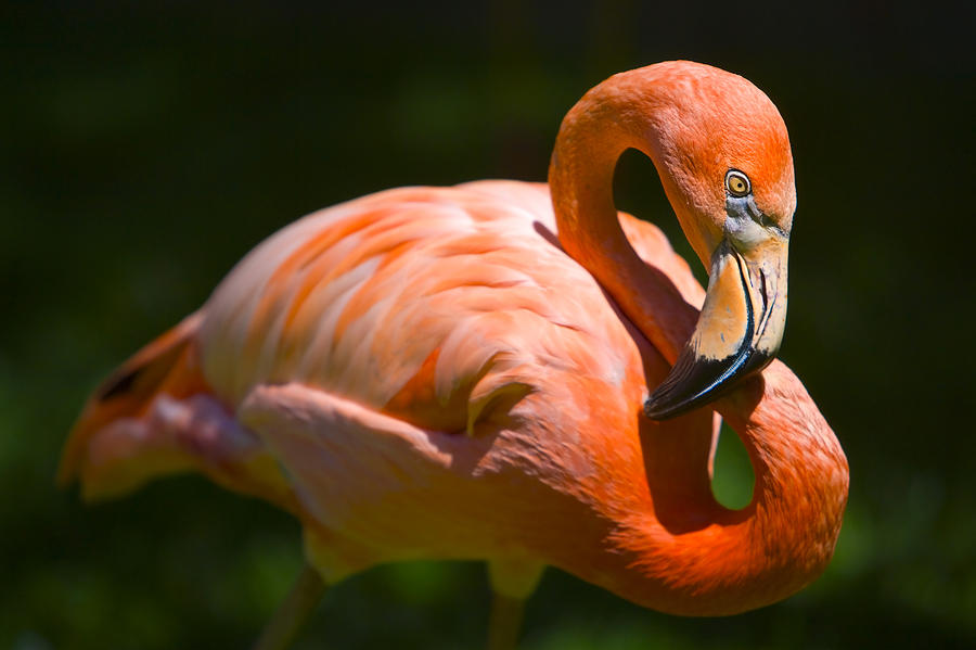 Flamingo Photograph - Infinity pink flamingo by James O Thompson