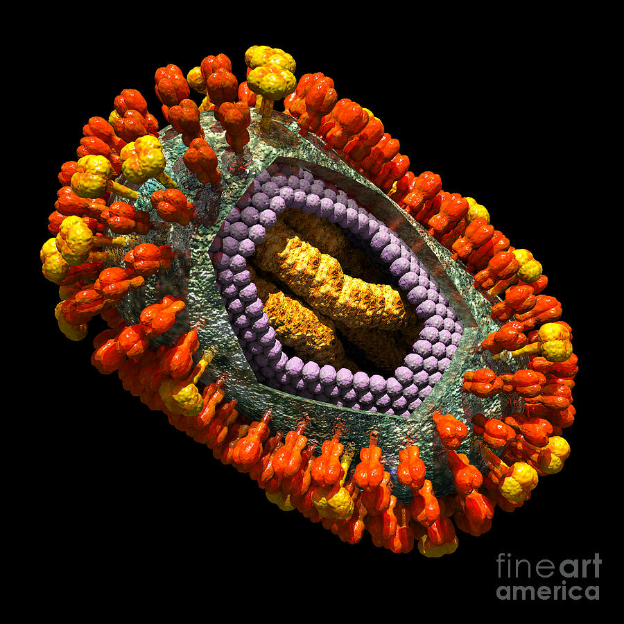 Influenza Virus Cutaway 5 Digital Art by Russell Kightley