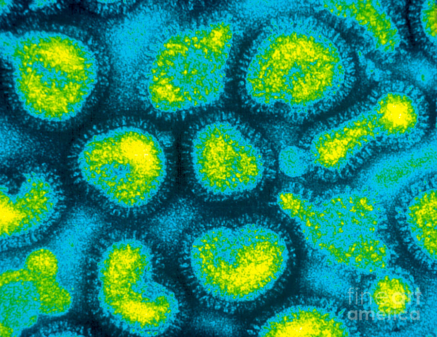 Influenza Viruses, Tem Photograph by Omikron