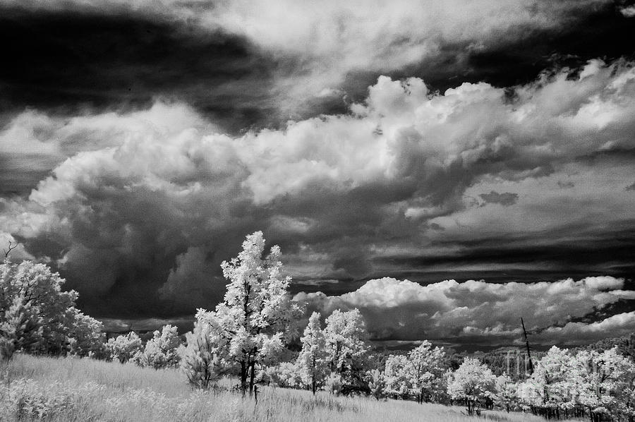 Nature Photograph - Infrared Black Hills #21 by Bill Piacesi