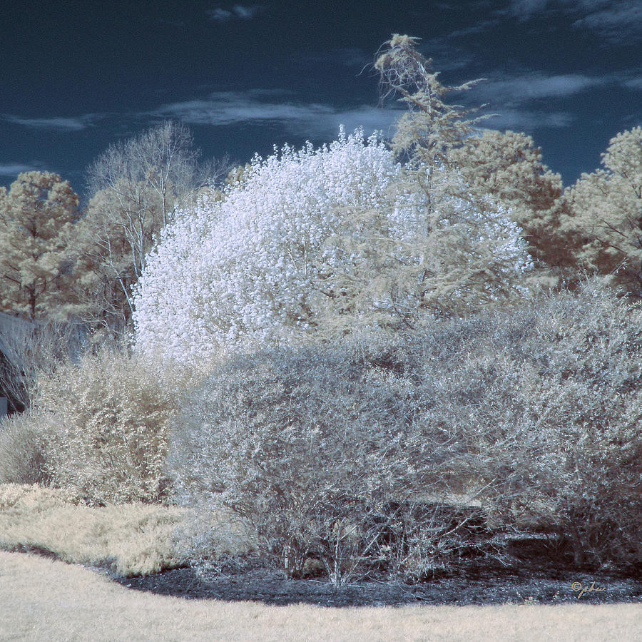 Infrared Bushes Photograph