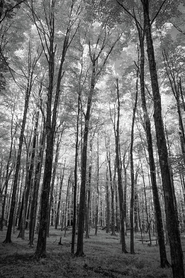 Infrared Canaan Trees Photograph by Steve Konya II - Fine Art America