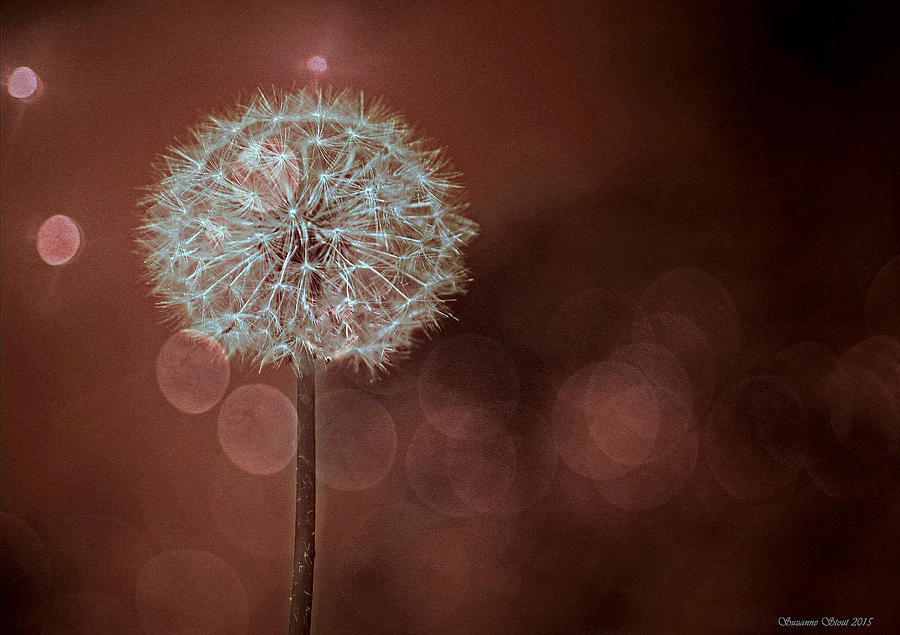 Infrared Dandelion Photograph by Suzanne Stout