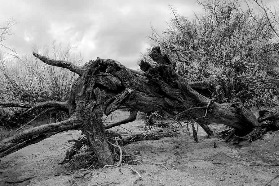 Desert Photograph - Infrared Dead tree in dry wash Arizona USA by Paul Moore