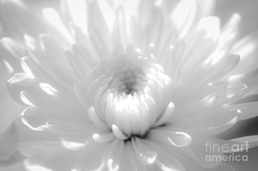 Infrared Flower 2 Black and White Botanical / Nature / Floral Photograph Photograph by PIPA Fine Art - Simply Solid