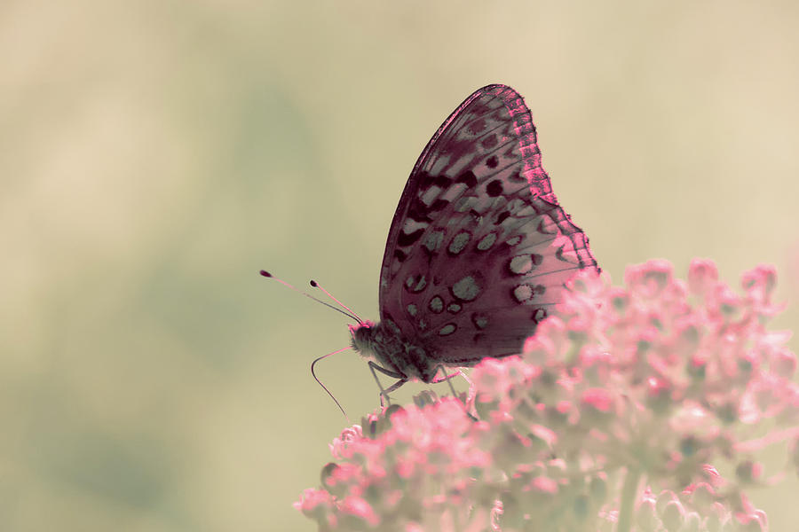 Infrared Fritillary 2 Photograph by Brian Hale