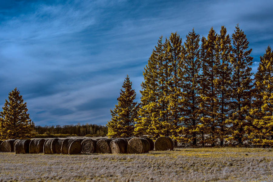 Infrared Hay Bales Photograph by Paul Freidlund