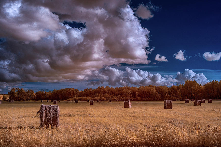 Infrared Haybales Photograph by Paul Freidlund