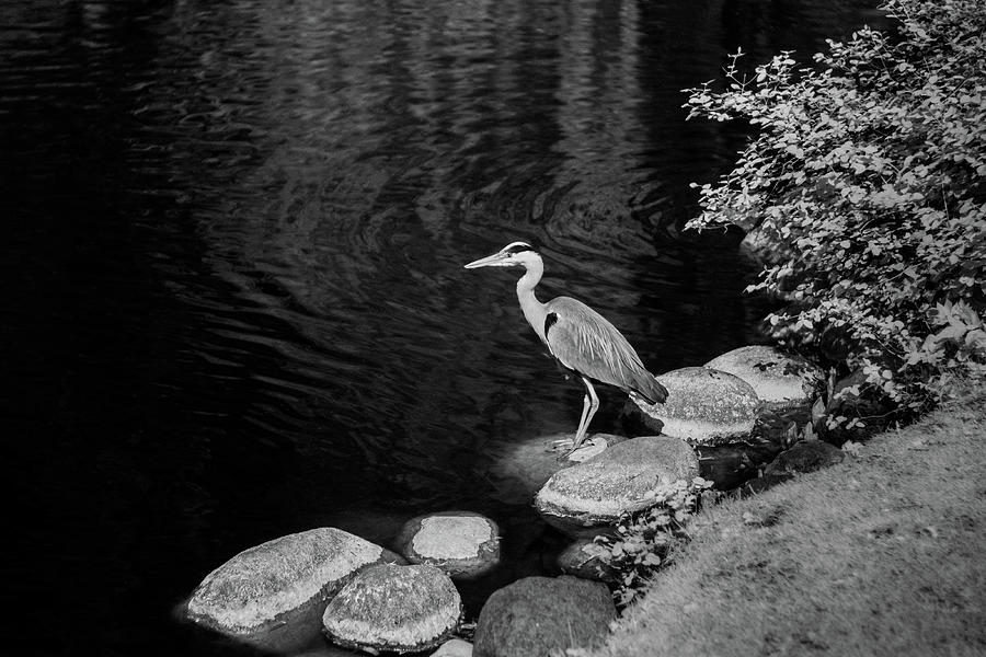 Infrared heron Photograph by Bo Nielsen