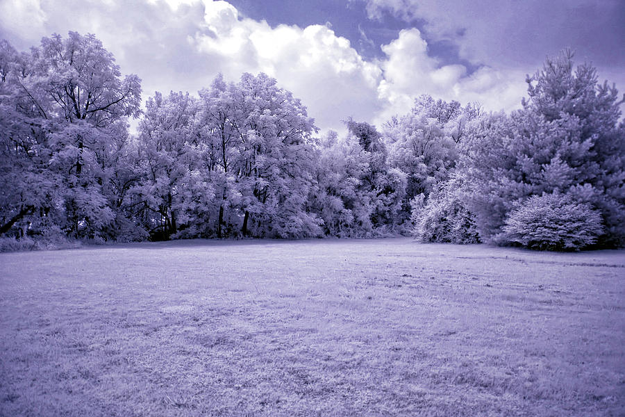Tree Photograph - Infrared in Glasgow KY by Amber Flowers
