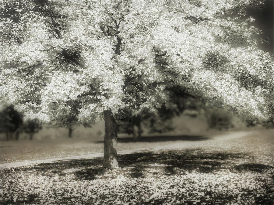 Infrared Photograph by John Anderson
