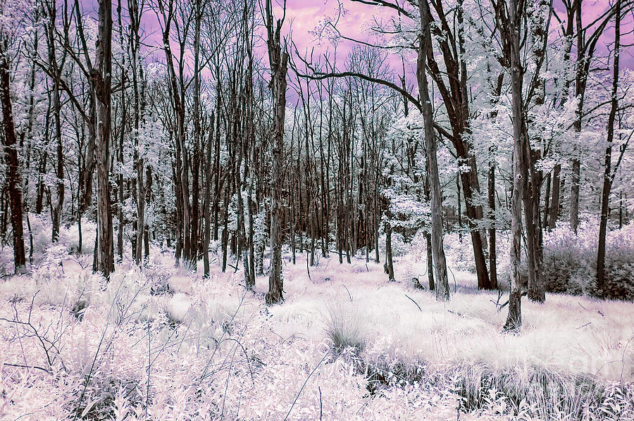 Infrared Magenta Photograph by Anthony Sacco