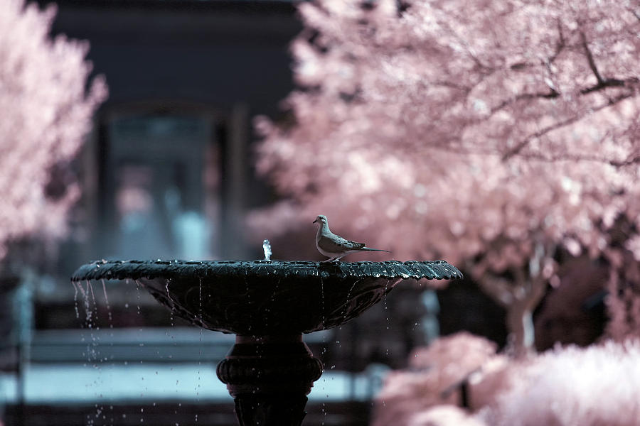 Infrared Morning Dove Photograph by Brian Hale