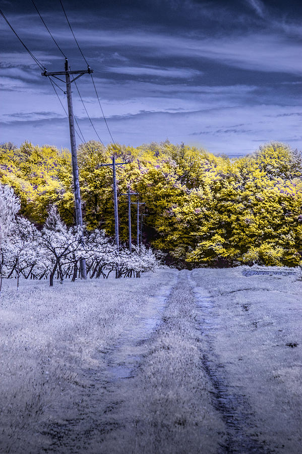 Infrared Orchard Road Landscape in Blue and Yellow Photograph by Randall Nyhof