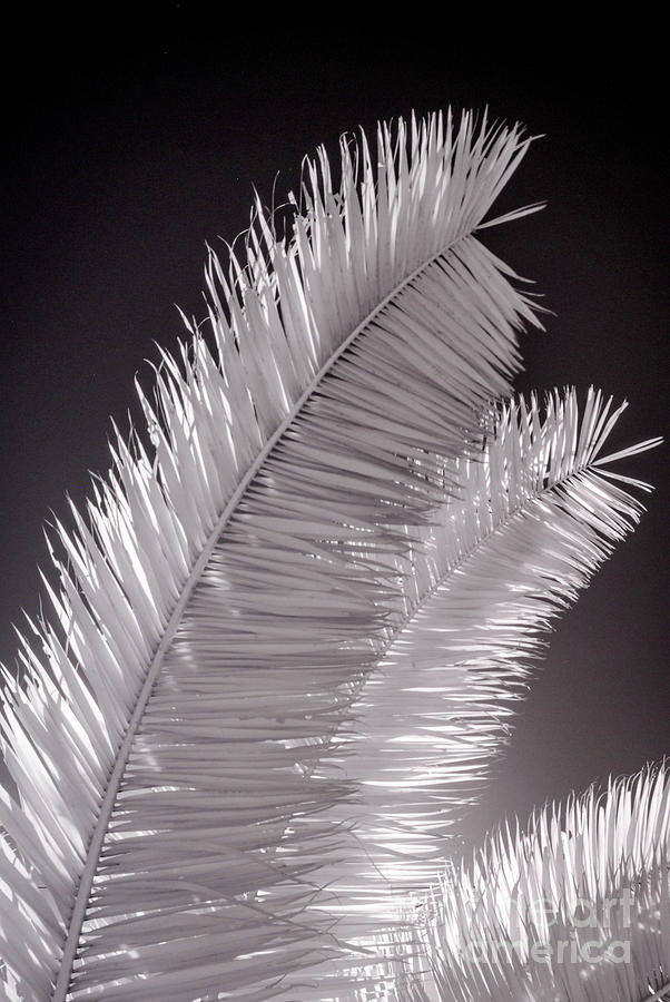 Infrared Palm Frond Photograph