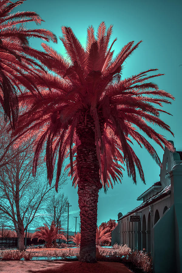 Infrared Palm Tree Photograph by Paul Freidlund