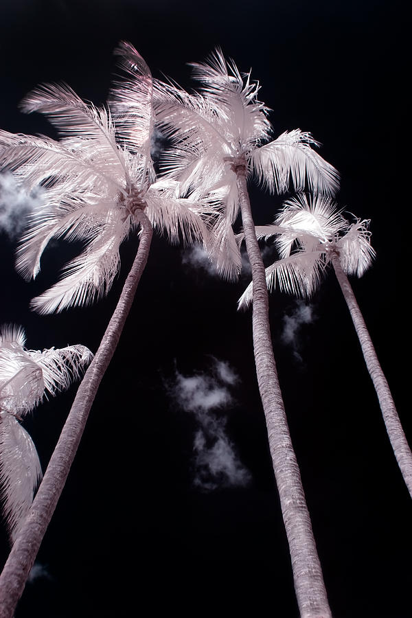 Abstract Photograph - Infrared Palm Trees by Adam Romanowicz Abstract Photograph - Infrared Palm Trees by Adam Romanowicz