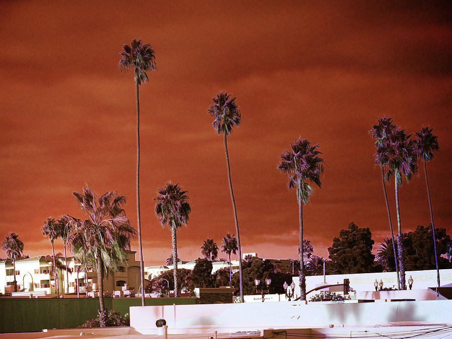 Infrared Palms Photograph by Hugh Smith