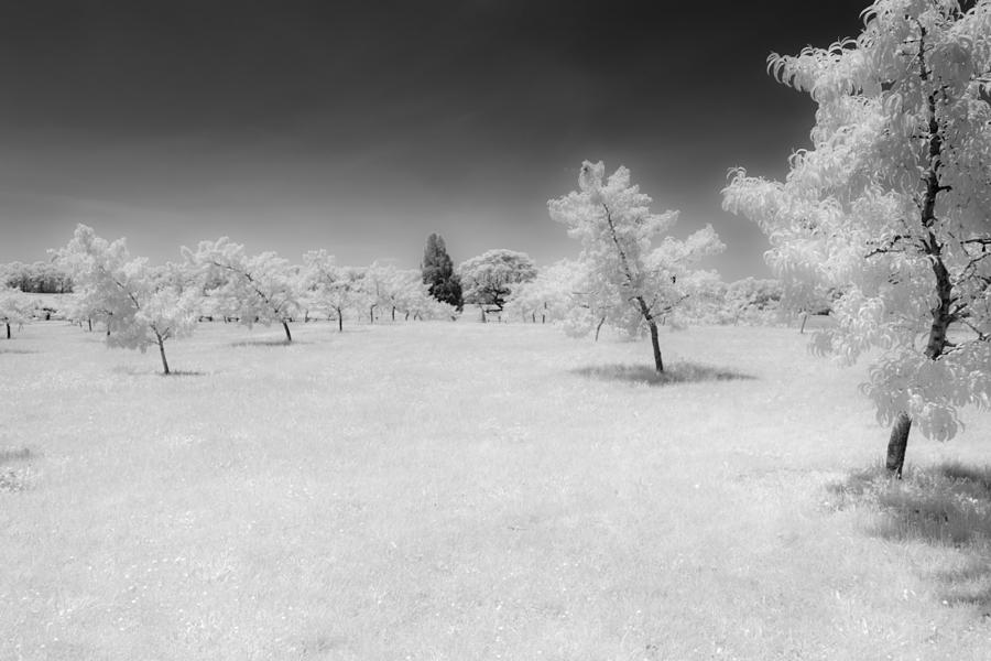 Infrared Peach Orchard Photograph