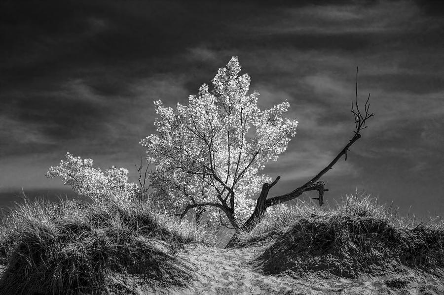 Summer Photograph - Infrared Photo of a Tree on a Sand Dune by Randall Nyhof