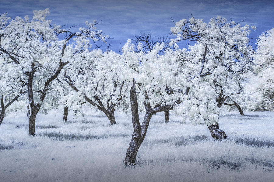 Infrared  Photograph of a Cherry Orchard Photograph by Randall Nyhof