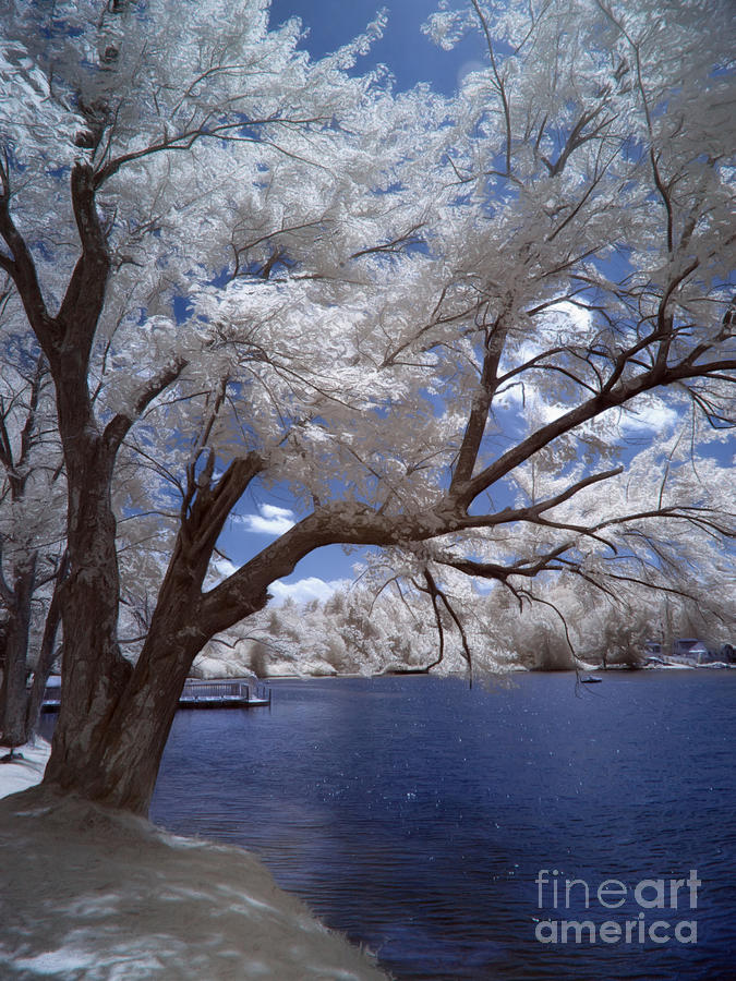 The Infrared Trees of Sturbridge, Massachusetts Photograph by Linda Ouellette