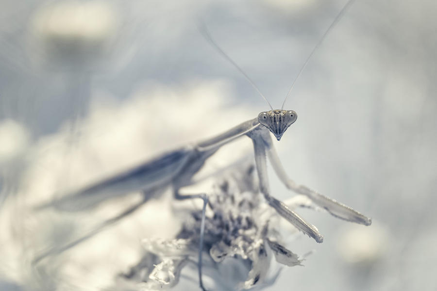 Infrared Praying Mantis 2 Photograph by Brian Hale