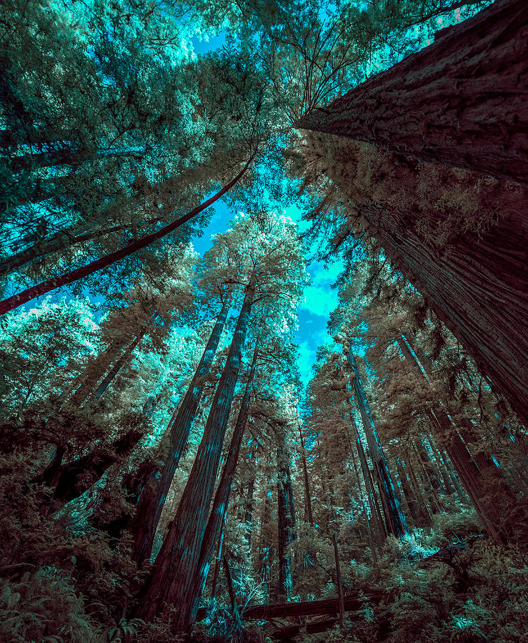 Infrared Redwood Photograph by Paul Freidlund