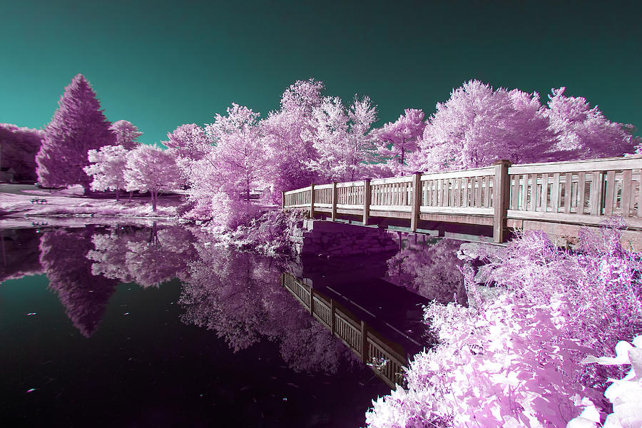 Infrared Reflections Photograph by Brian Hale