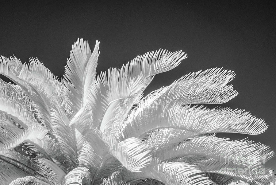 Infrared Sago Palm Photograph