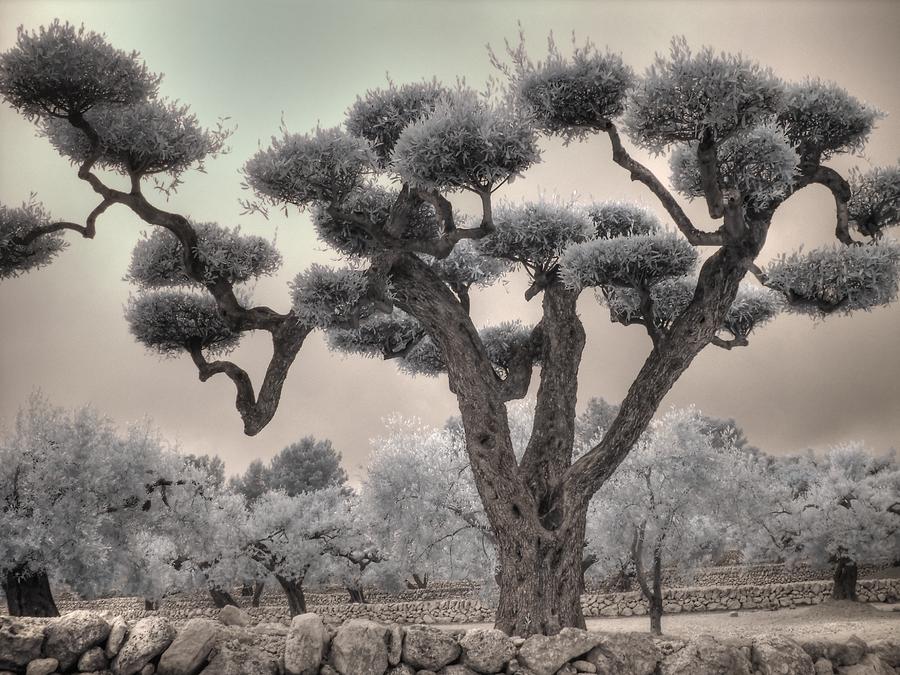Infrared Spanish Olive tree Bonsai Photograph by Jane Linders