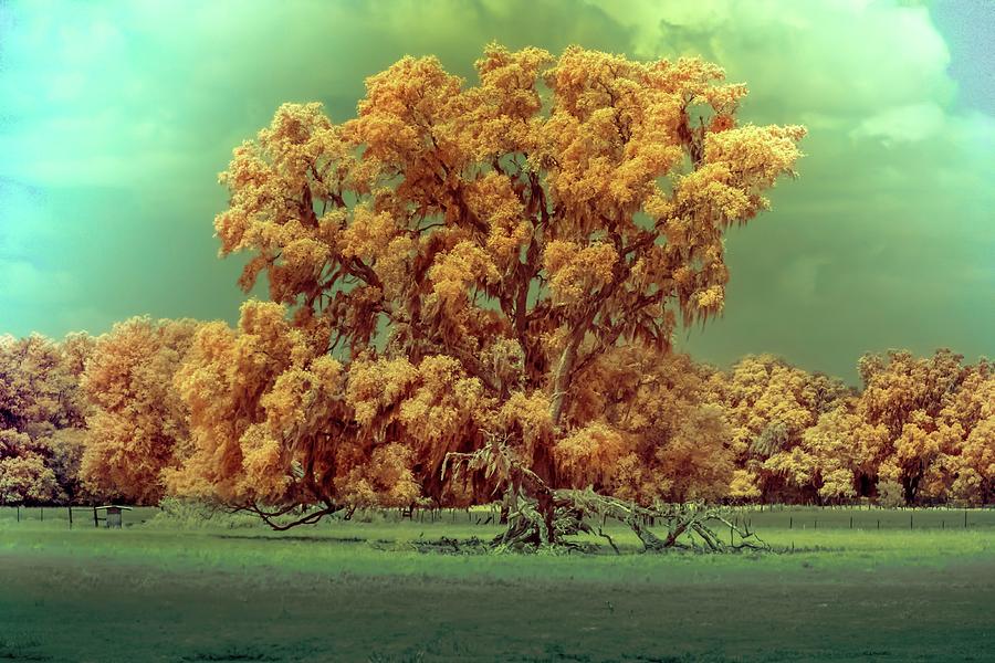 Infrared Surreal tree canopy Photograph by Louis Ferreira