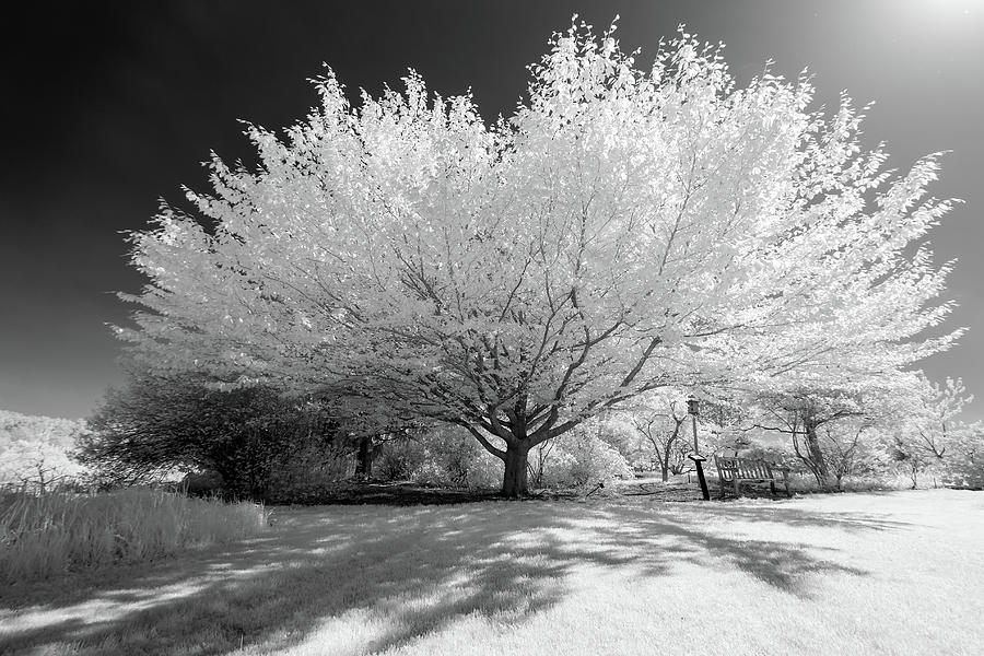 Infrared Tree Black and White Photograph by Brian Hale