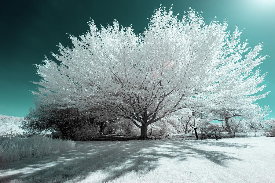 Infrared Tree Blue Photograph by Brian Hale