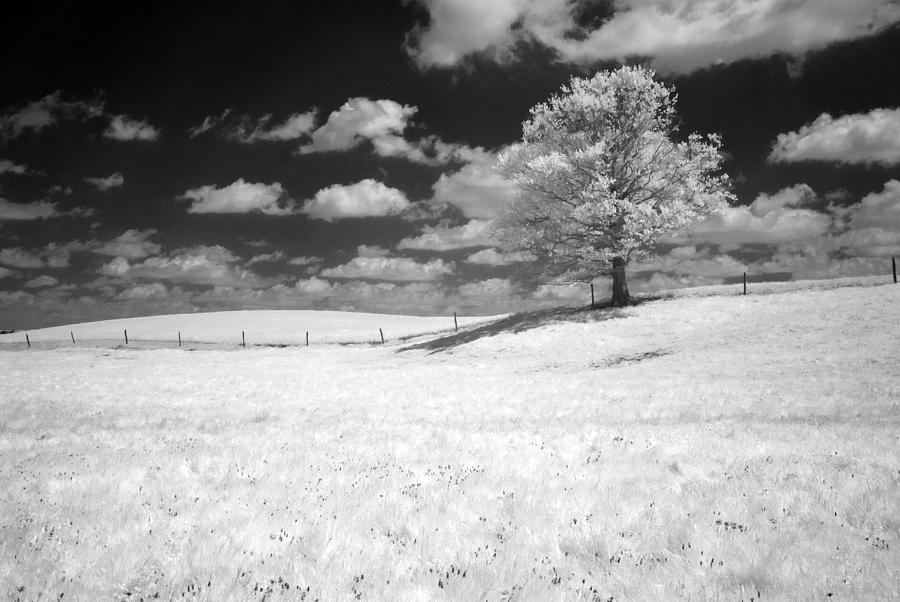 Infrared Tree Photograph by Dick Pratt