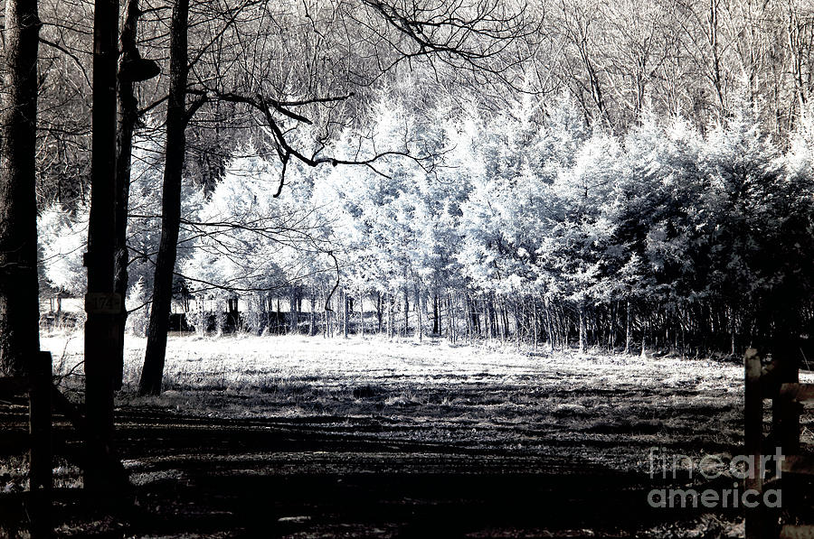 Infrared Tree Light Photograph by John Rizzuto