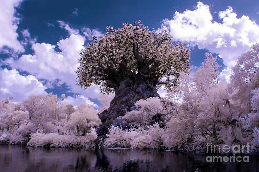 Tree Photograph - Infrared Tree of Life by Jeffrey Miklush
