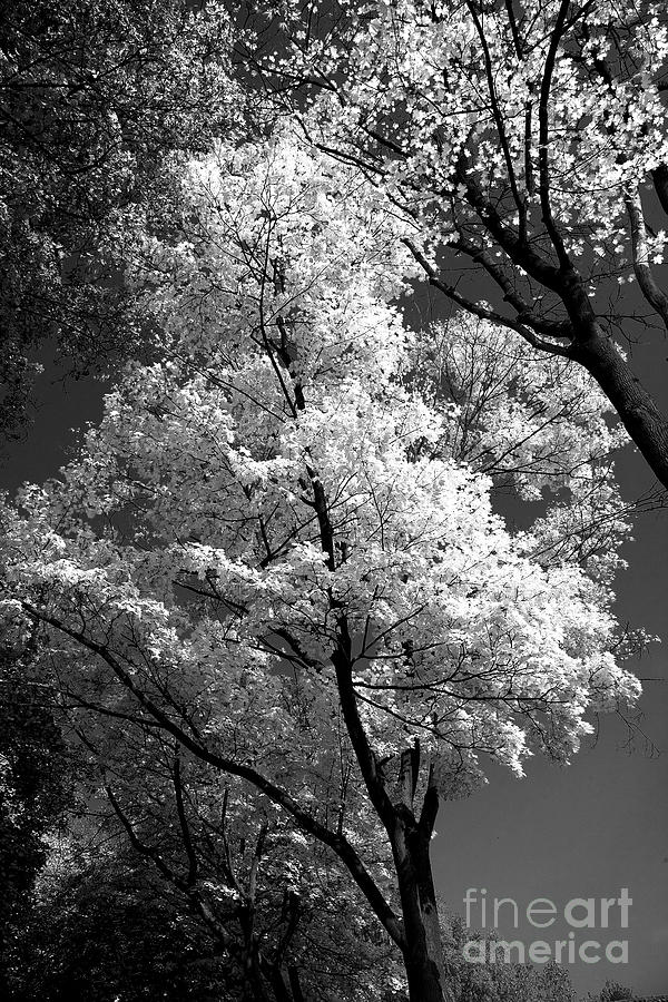 Tree Photograph - Infrared tree pic by Heiko Koehrer-Wagner