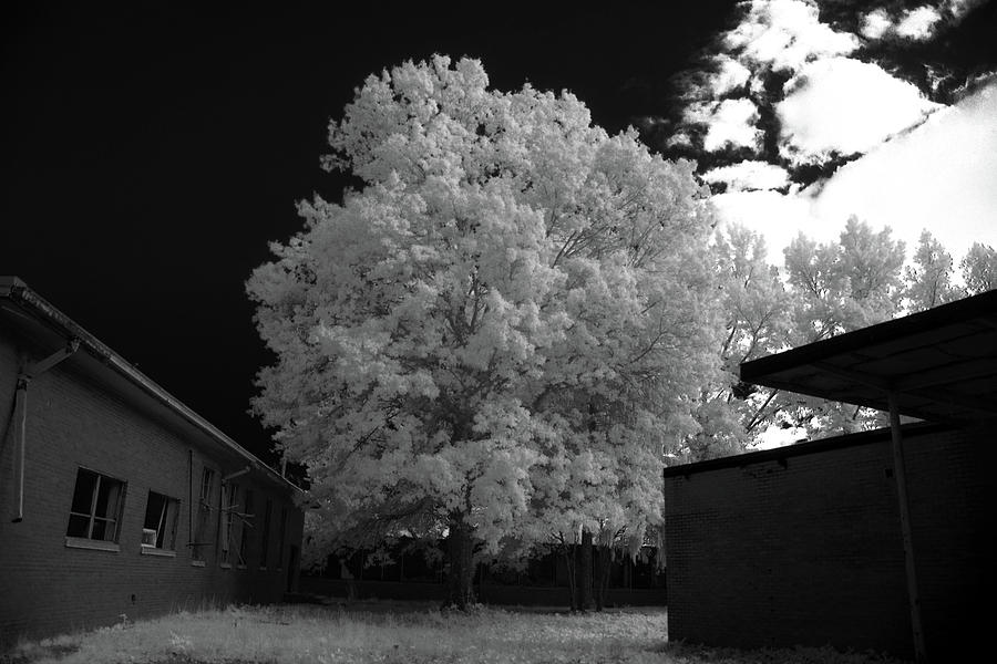 Infrared Tree  Photograph by FineArtRoyal Joshua Mimbs