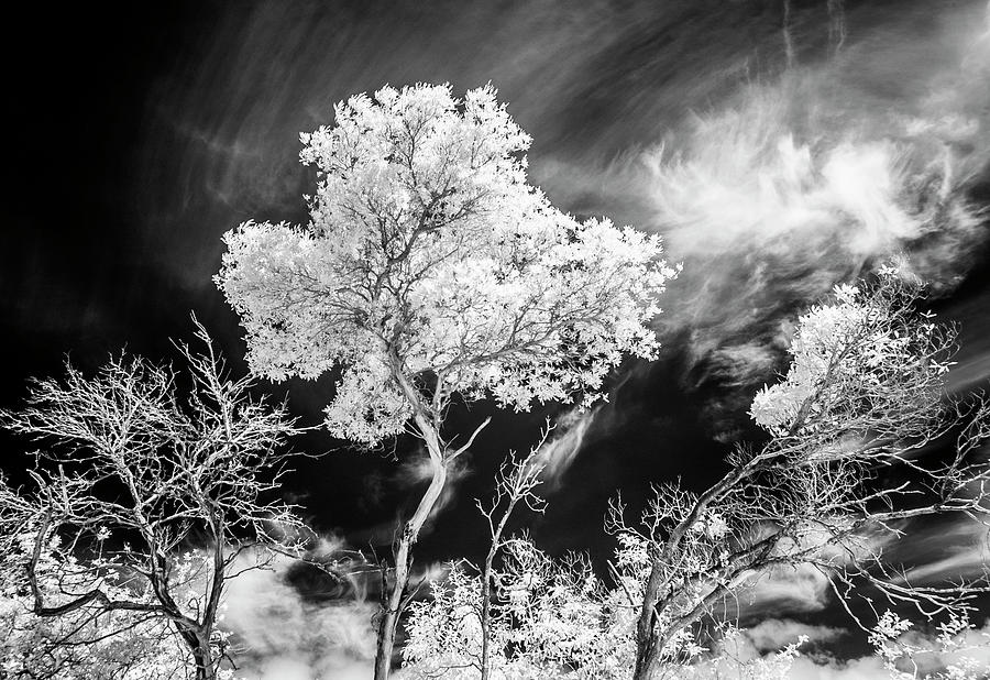Infrared Tree Tops Photograph by Roseanne Jones