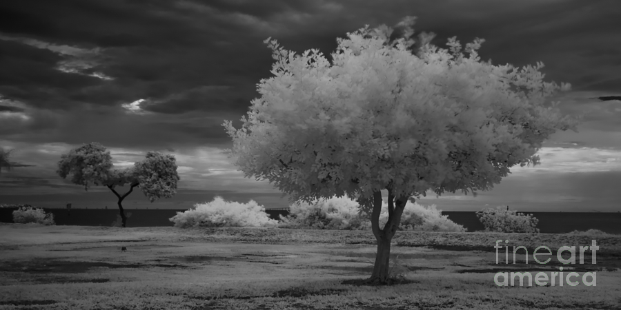 Infrared Trees in Front of Skyway Bridge Photograph by Rolf Bertram